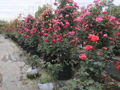 重庆蔷薇小苗种植基地 批发杯苗、地苗与工程苗，一站式花卉苗木种植销售