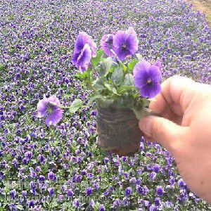 天津三色堇基地与青州向阳草花基地 直供价格低质量优，图片大全展示