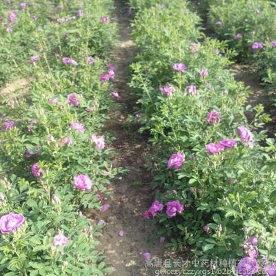 平阴玫瑰 从花茶到苗木，高唐县长才种植基地的全产业链发展之路