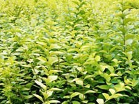 鄢陵君睿园林绿化 深耕花卉苗木种植，匠心营造生态美景