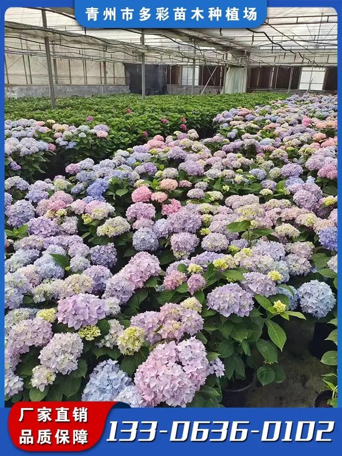 青州多彩苗木 优良花卉品种的综合性种植与销售基地