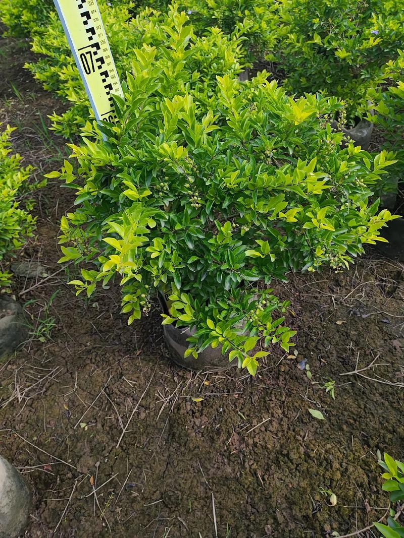 黄金叶、龙船花与台湾草 花卉苗木种植销售的市场前景与栽培要点