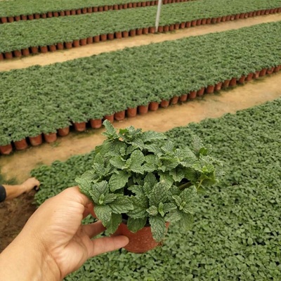 山东薄荷培育基地 宏胜花卉引领薄荷种植新潮流