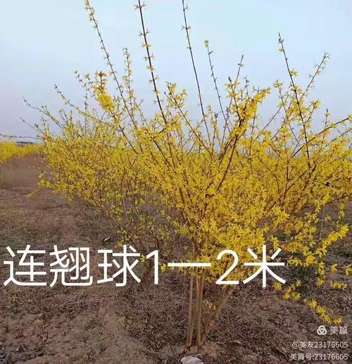 现占地360余亩,主要从事苗木花卉种植销售,供求,施工业务