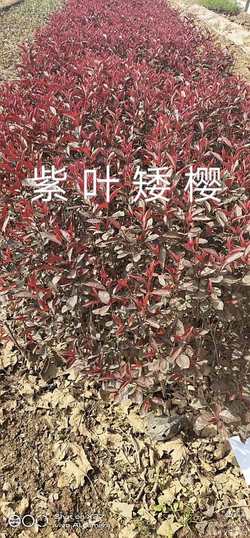西安万茂生态农林专业合作社 深耕苗木花卉产业，绘就生态经济新画卷