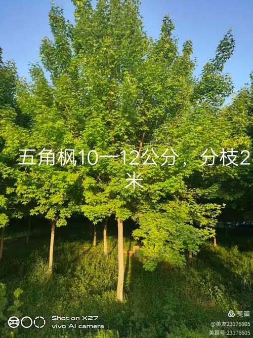 西安万茂生态农林专业合作社,现占地360余亩,主要从事苗木花卉种植