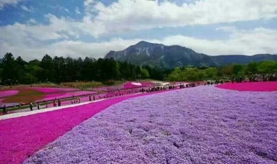 山东青州花卉苗木垭枫yf 宿根 丛生福禄考花海 芝樱花海 园林绿化工程厂家直供安徽重庆河北天津贵州