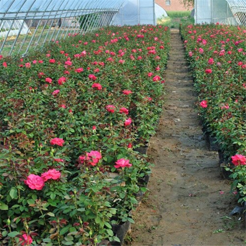 月季花|月季花图片|月季花价格|苗木网