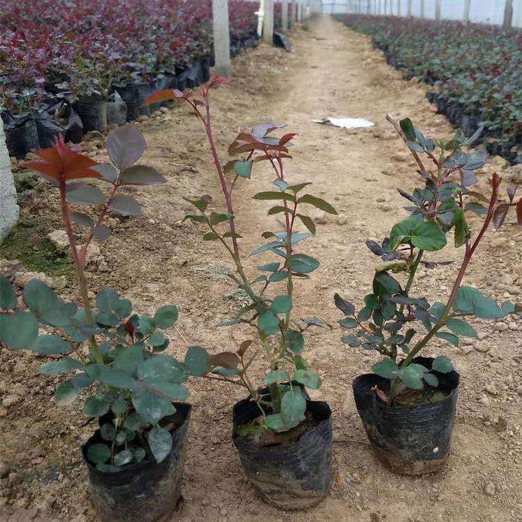 冠幅30cm大花月季小苗 花类苗木批发商 河北大花月季价格