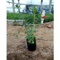 【青州千屈菜种植丨批发丨基地图片】青州千屈菜种植丨批发丨基地 - 青州市圣格花卉苗木专业合作社